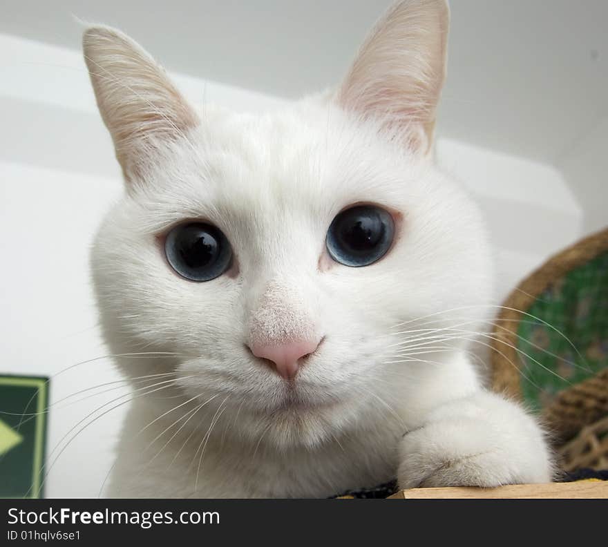 White Cat Portrait