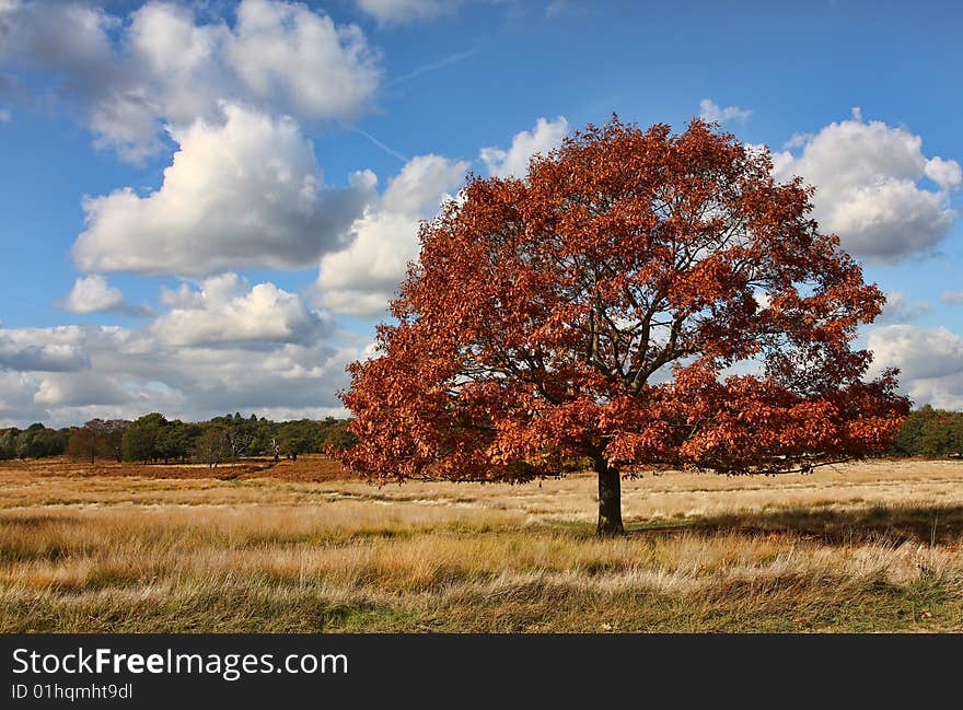 Single Tree standing in a field on a lovely Autumnal day. Single Tree standing in a field on a lovely Autumnal day