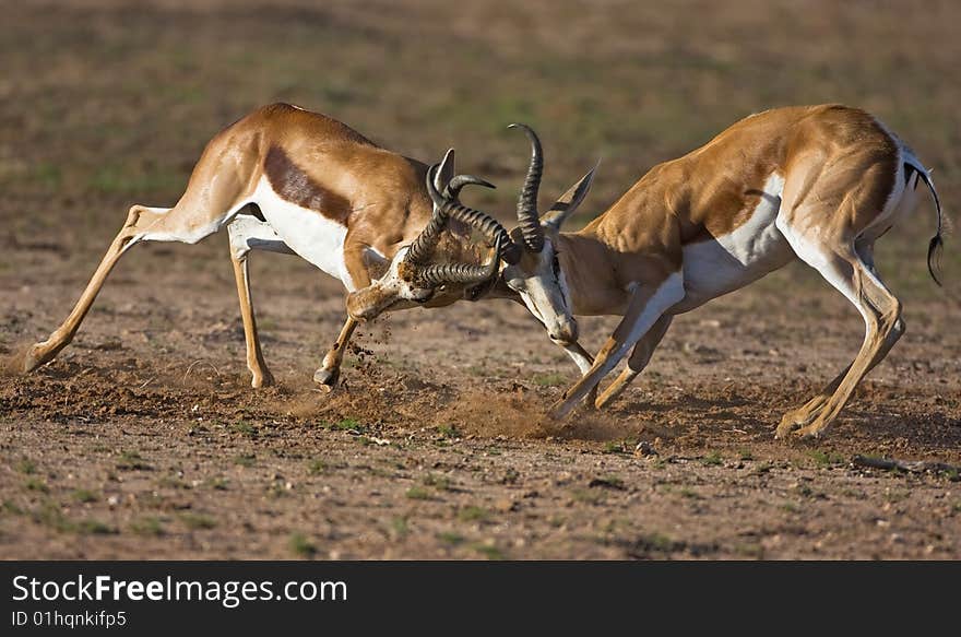 Two male Springbok fighting during mating season ; Antidorcas marsupialis; Kalahari; South Africa. Two male Springbok fighting during mating season ; Antidorcas marsupialis; Kalahari; South Africa