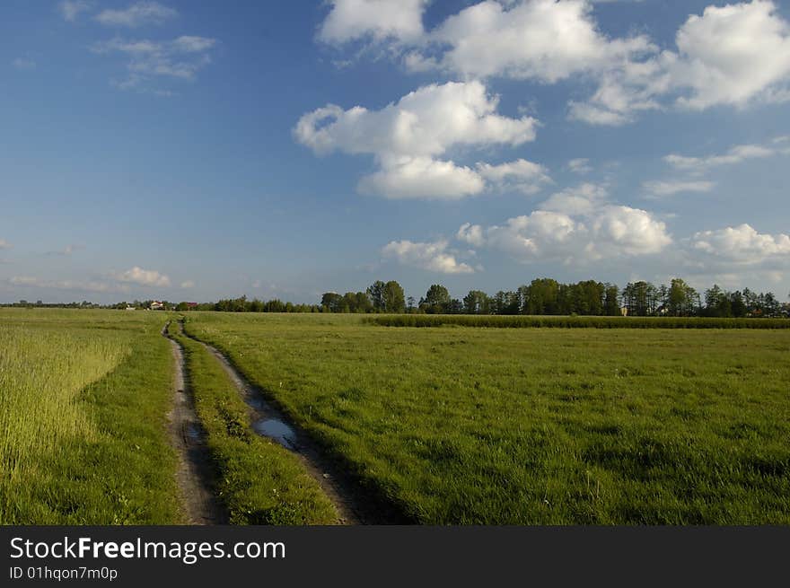 Blue sky and green grass in the poland. Blue sky and green grass in the poland