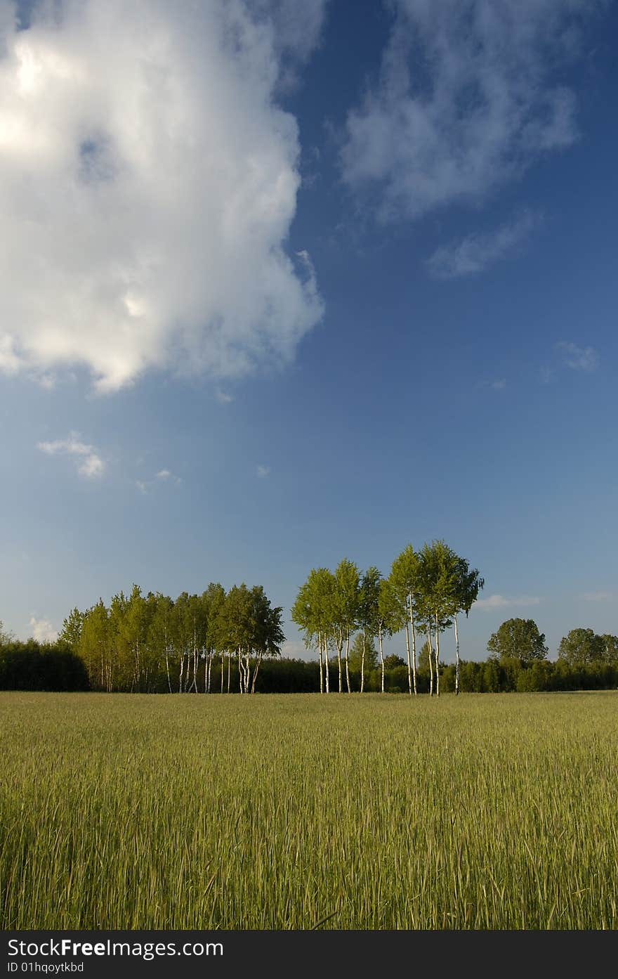 Blue sky and green grass in the poland. Blue sky and green grass in the poland