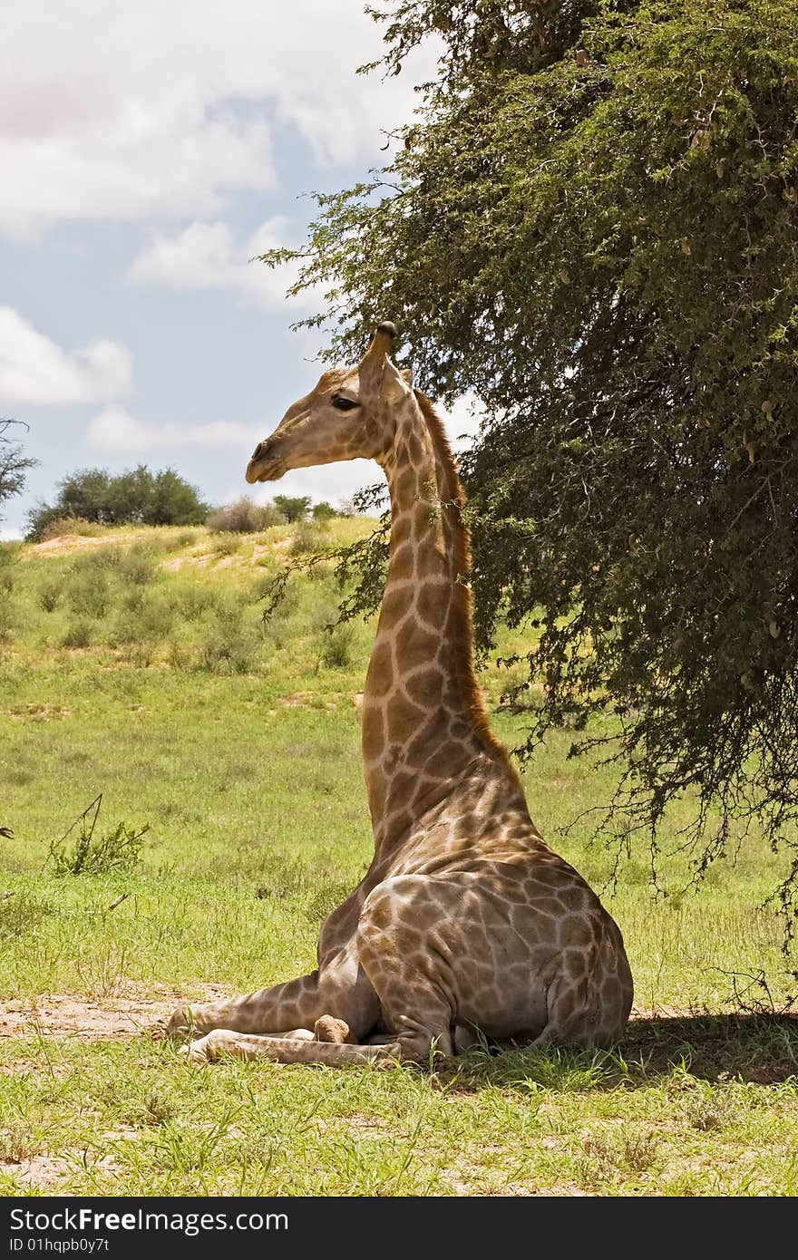 Giraffe resting in the shade; Giraffa Camelopardis; South Africa