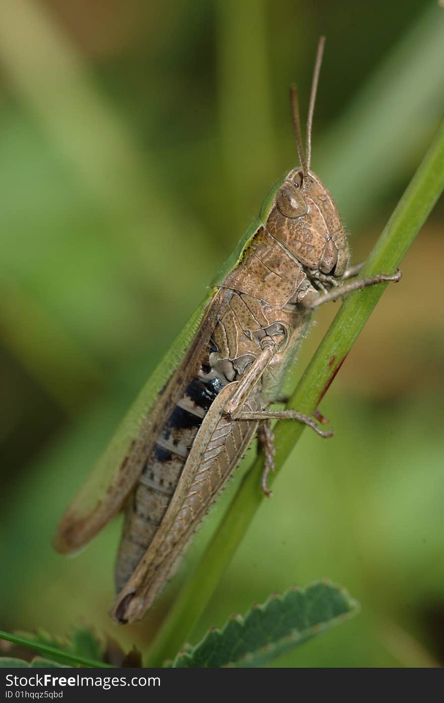 Grasshopper