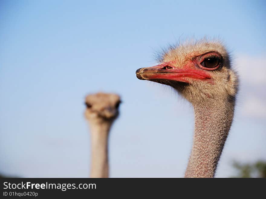 Portrait of a funny ostrich close-up. Portrait of a funny ostrich close-up