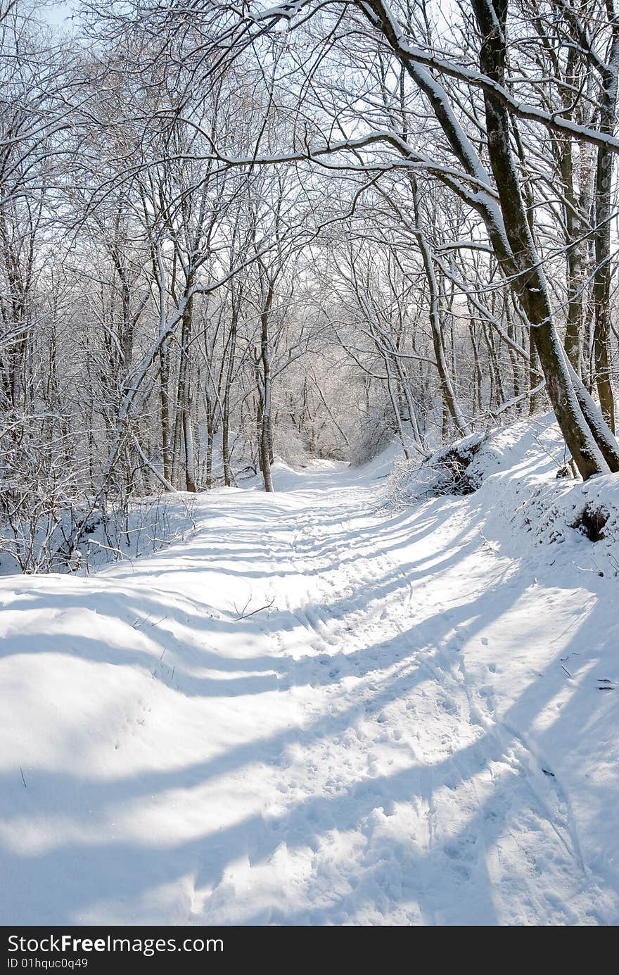 Winter forest landscape - snow on the branches. Winter forest landscape - snow on the branches