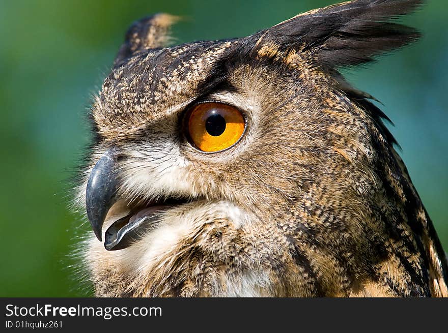 A looking brown earded owl with a soft background