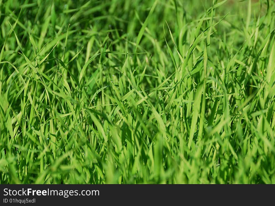 Drops of dew on a young green grass. Drops of dew on a young green grass