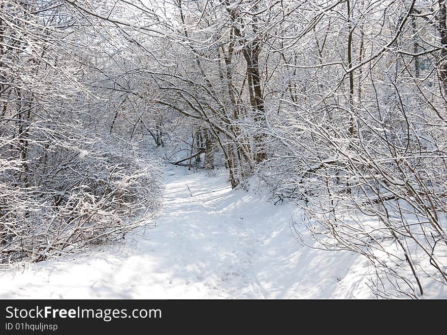 Winter forest landscape - snow on the branches. Winter forest landscape - snow on the branches