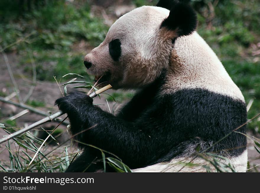 A giant panda eating bamboo in wolong,Sichuan,China