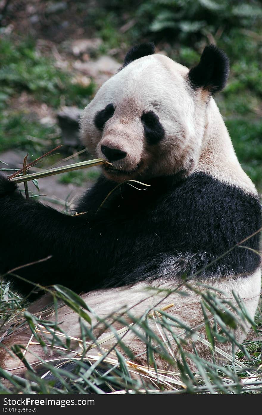 A giant panda eating bamboo in wolong,Sichuan