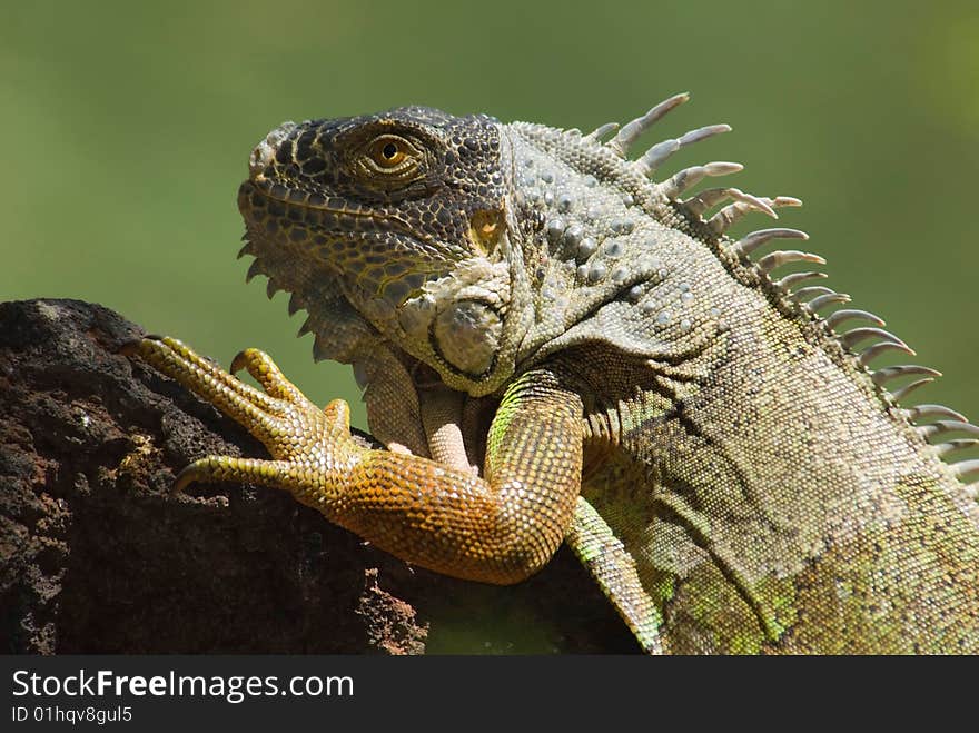 A sitting iguana in the sun