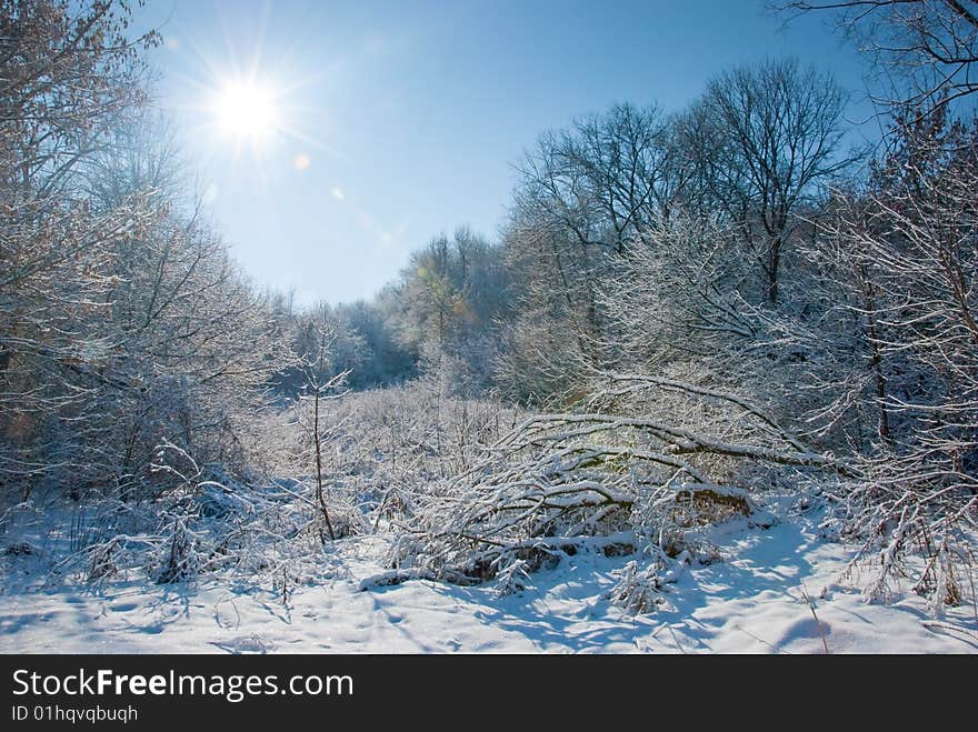 Winter forest landscape - snow on the branches. Winter forest landscape - snow on the branches