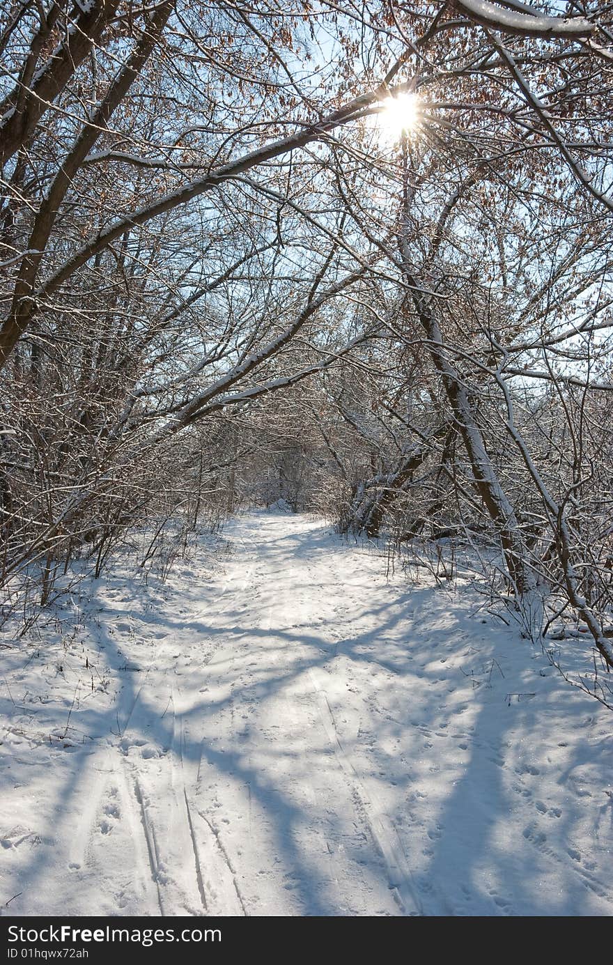 Winter forest landscape - snow on the branches. Winter forest landscape - snow on the branches