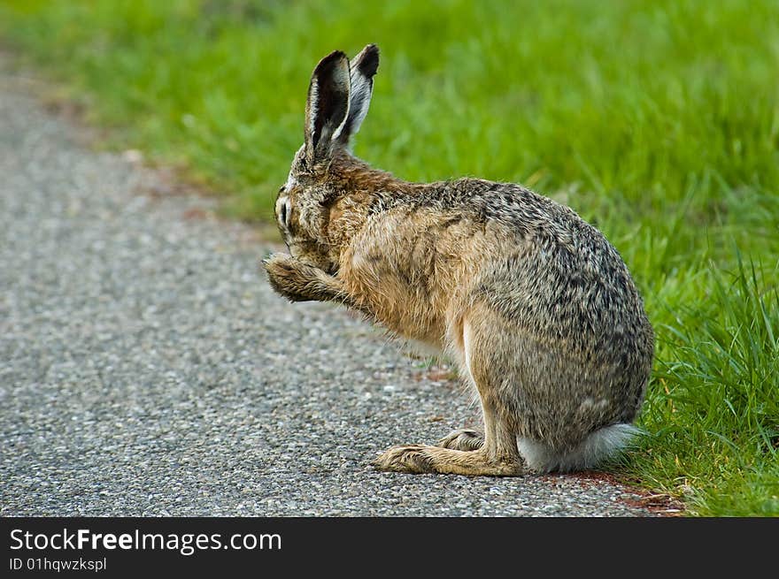 A adult hare cleaning his nose. A adult hare cleaning his nose