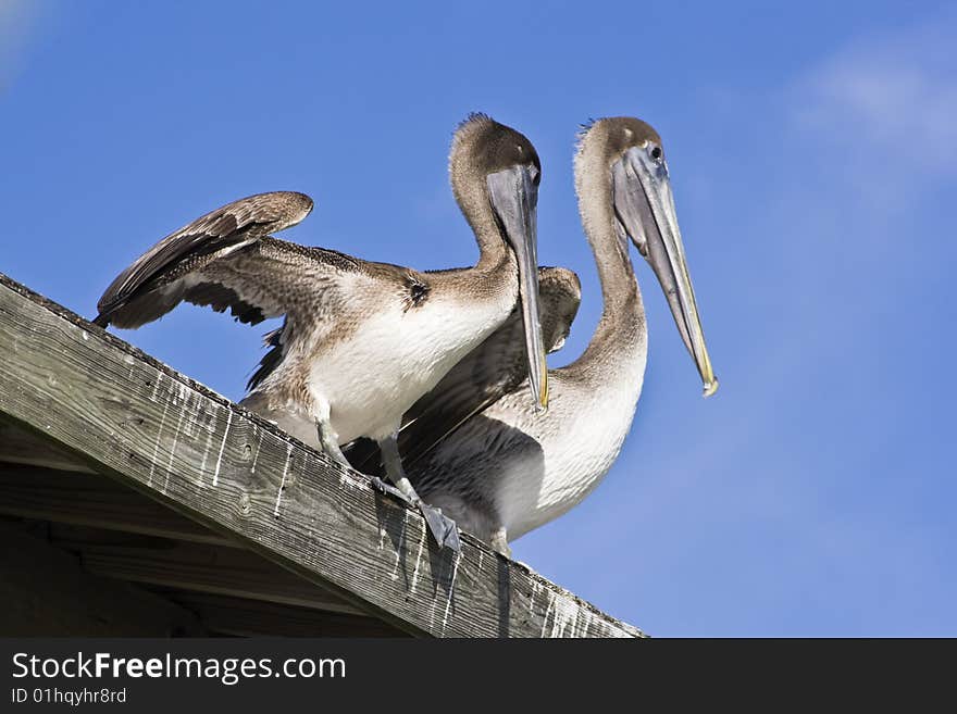 Pelicans