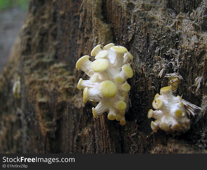 Mushroom On A Tree