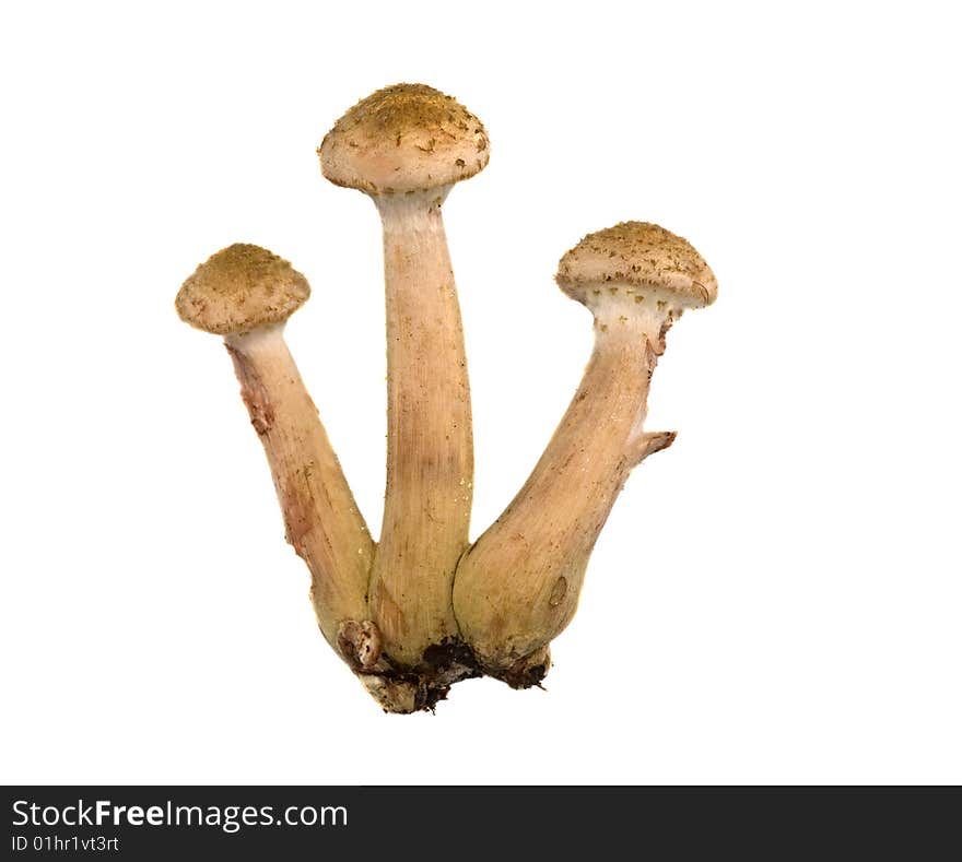 Three honey fungus on white