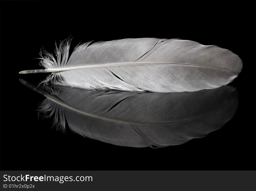 Pigeon feather and its reflection isolated on black background