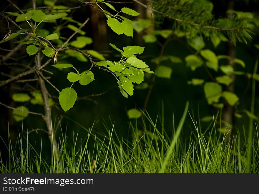 Greenery of birch leaves of the of the taiga forest