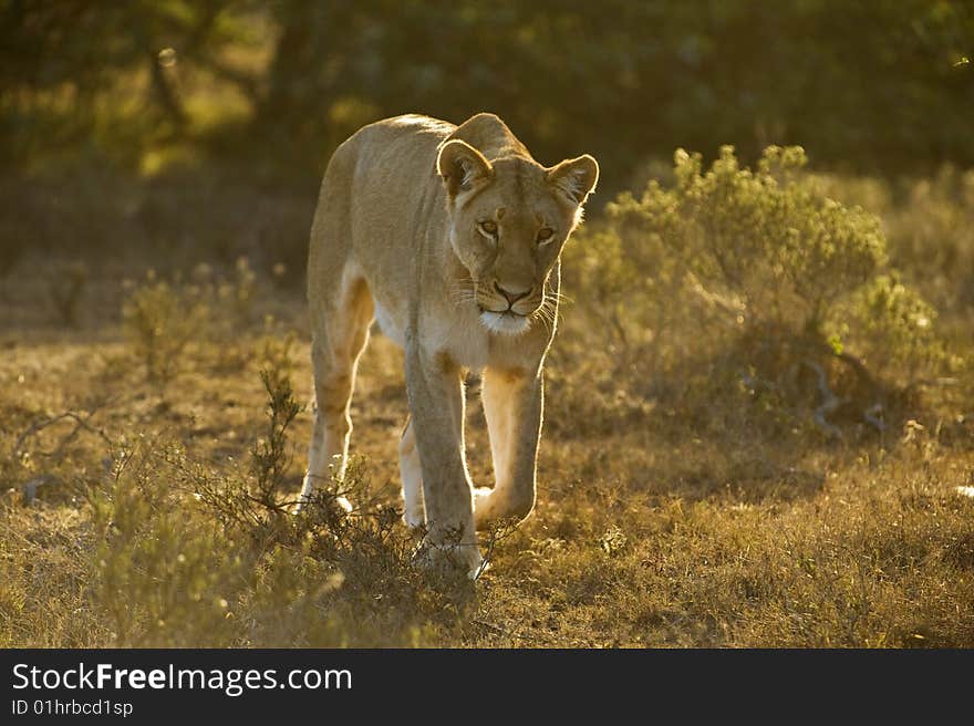 Approaching Lioness