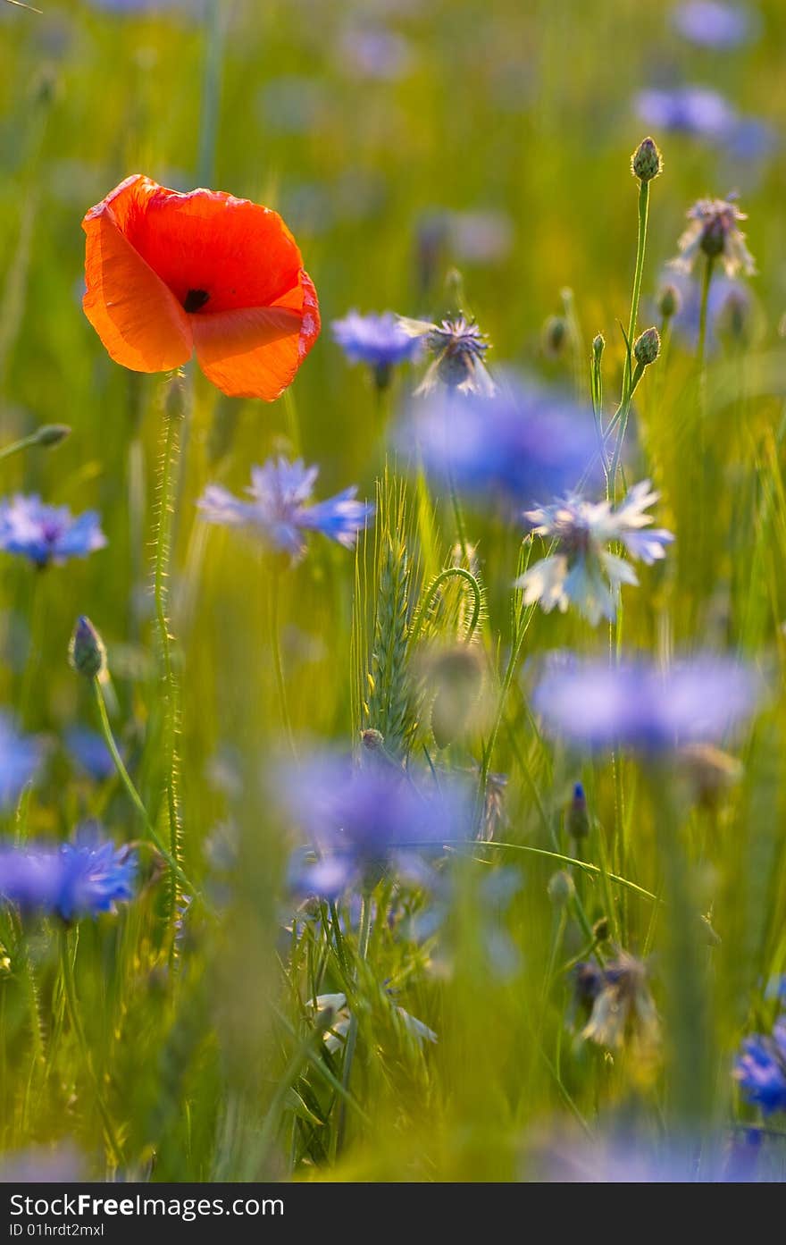 Poppy and blue flowers in summer countryside