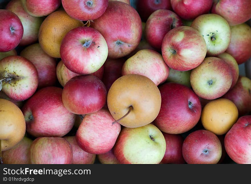 Apple big and small together in summer. Apple big and small together in summer