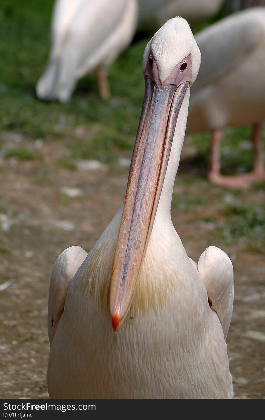 Amusing pelican on path in  zoo