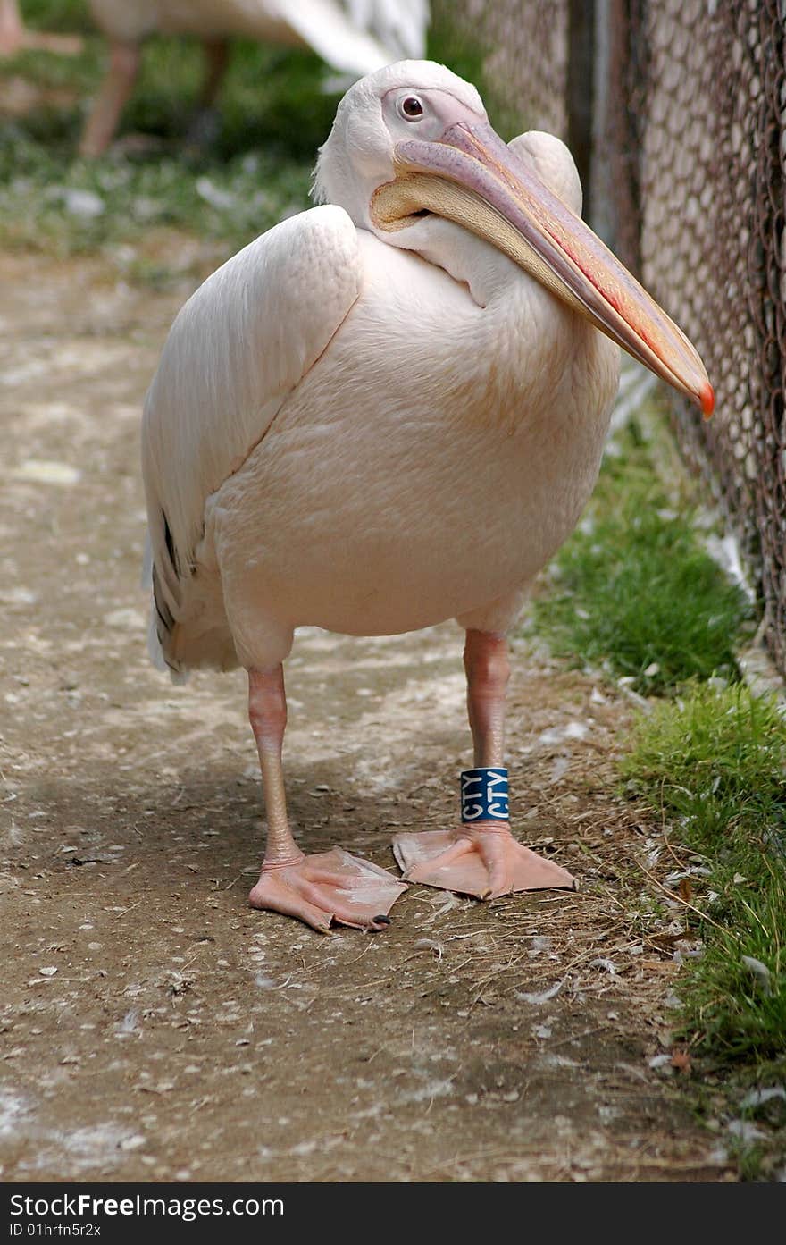 Amusing pelican on path in  zoo