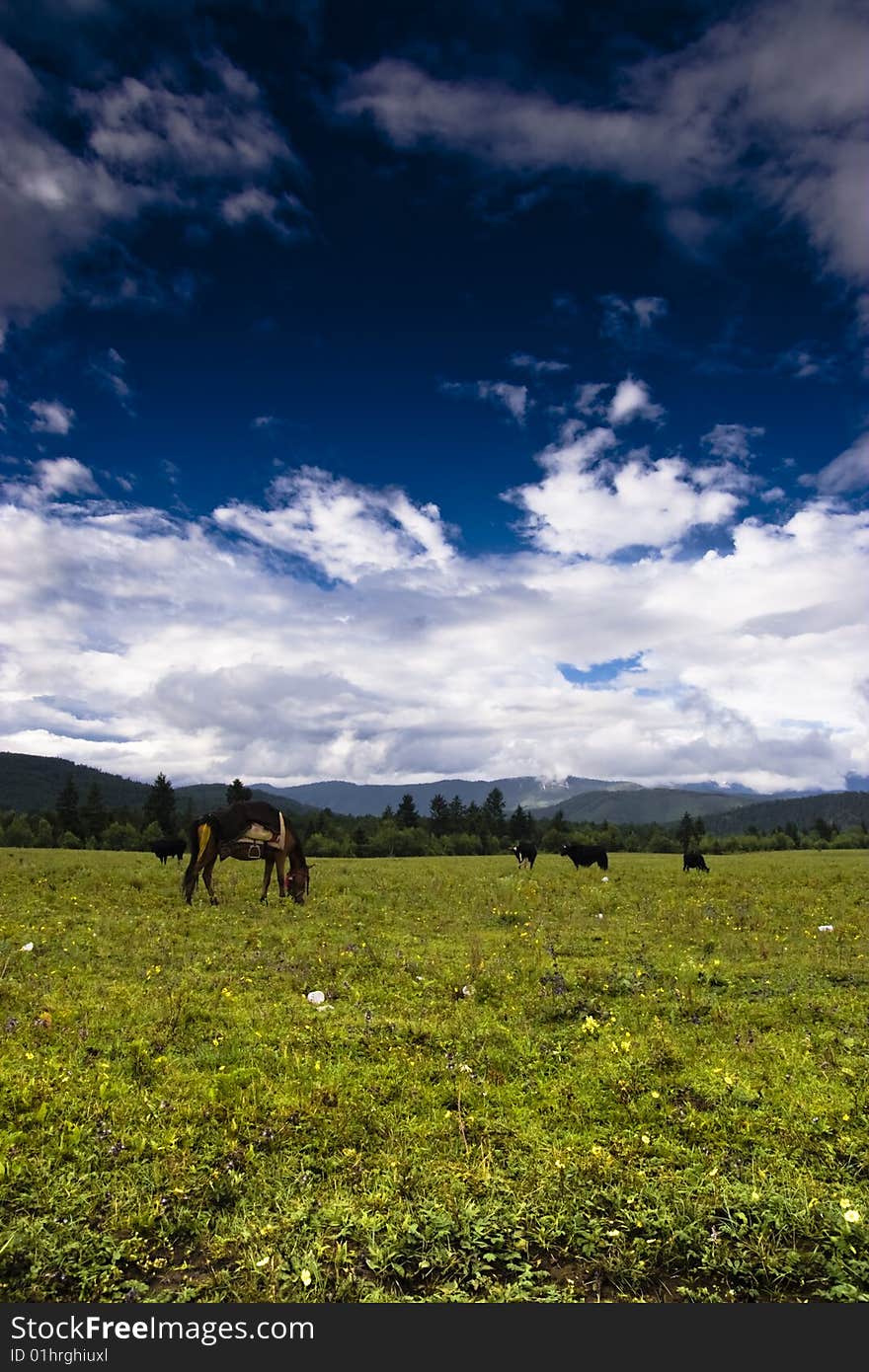 Under blue sky, the vast steppe became a natural ranch. Under blue sky, the vast steppe became a natural ranch