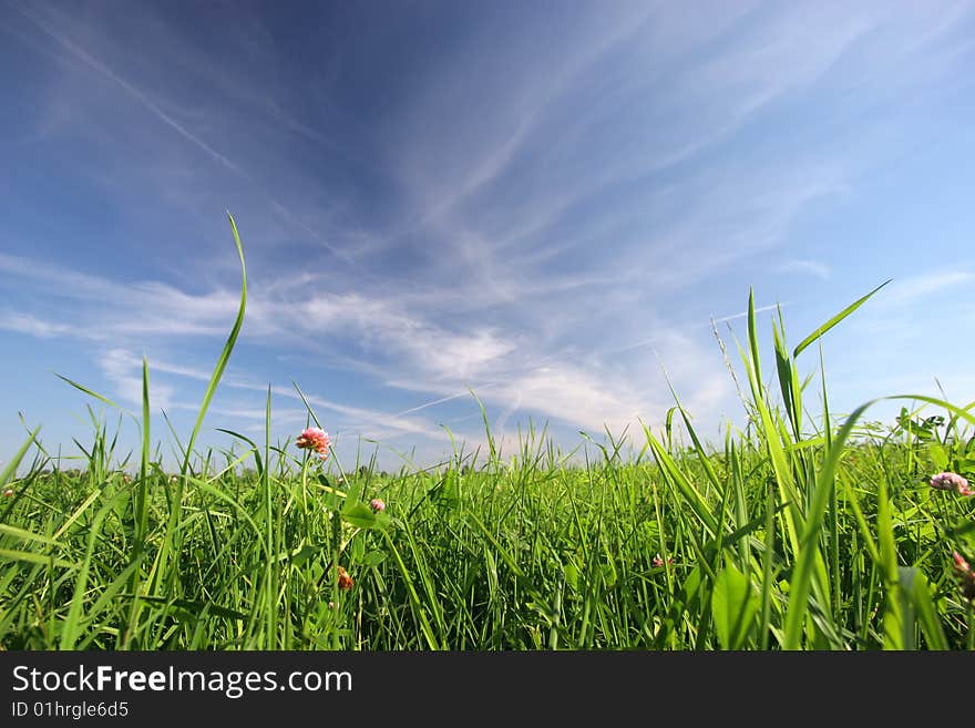 Green field with colours under the blue sky. Green field with colours under the blue sky