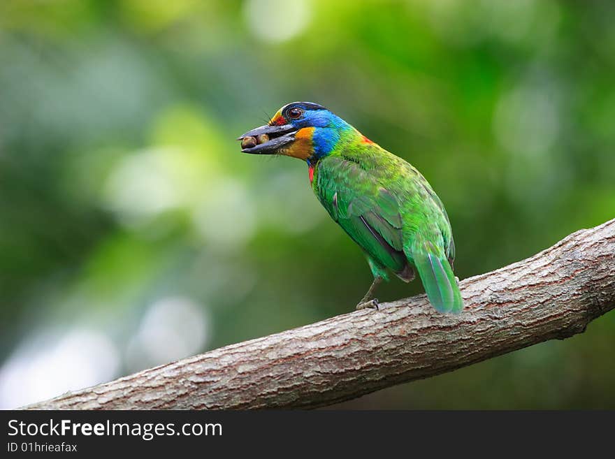 Muller's Barbet feedind his Juvenile.