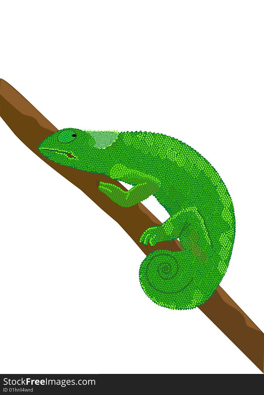 Green chameleon on branch , vector