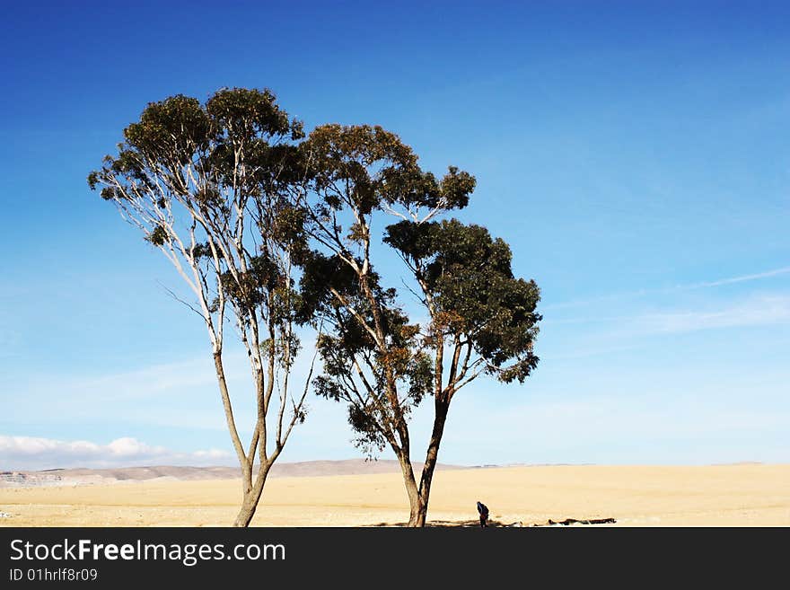 Single tree in the desert