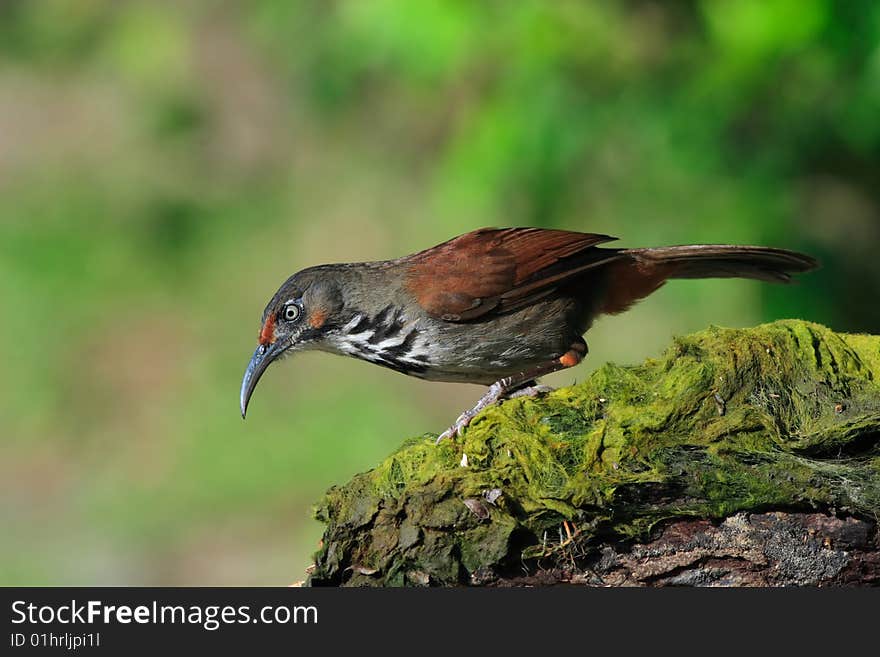 Spot-breated Scimitar Babbler searching for food.