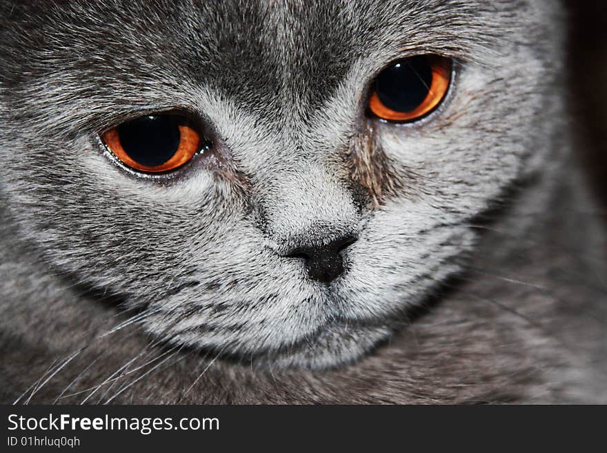 Muzzle of cat with a sad look