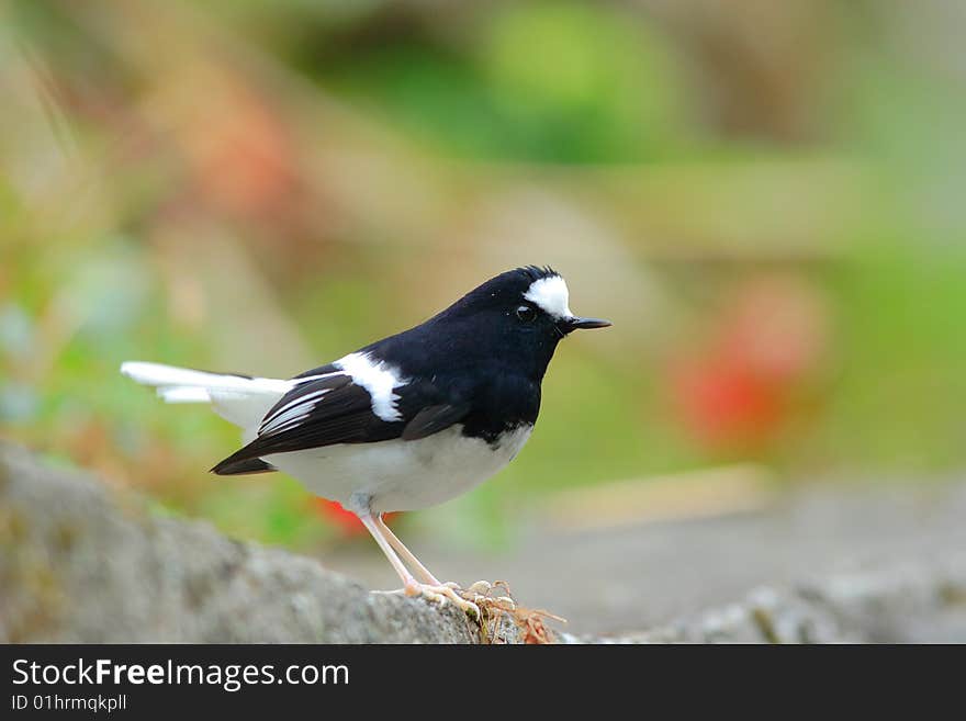 Little Forktail