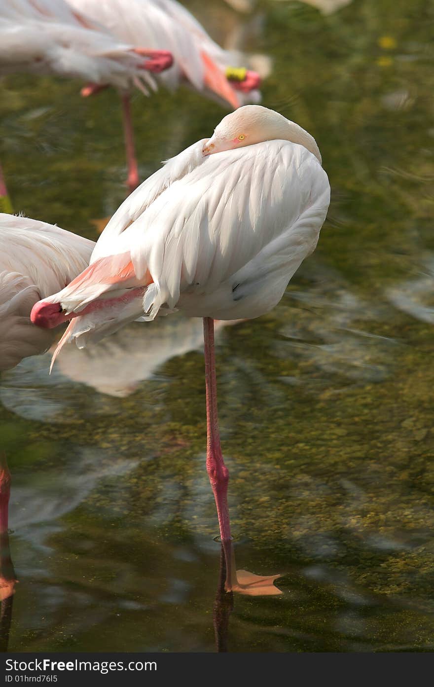 Flamingos or flamingoes[1] ( pronunciation (help·info)) are gregarious wading birds in the genus Phoenicopterus and family Phoenicopteridae. They are found in both the Western Hemisphere and in the Eastern Hemisphere, but are more numerous in the latter. There are four species in the Americas and two species in the Old World. Two species, the Andean and the James's Flamingo, are often placed in the genus Phoenicoparrus instead of Phoenicopterus.