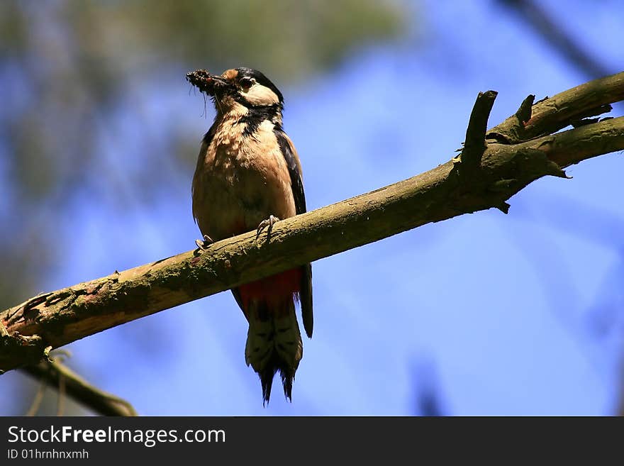 Woodpecker