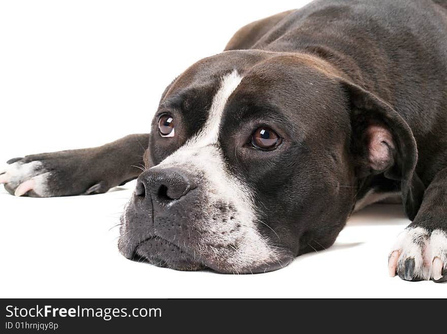 Portrait of the american staffordshire terrier