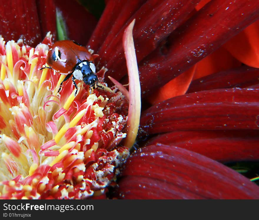 Lady-bug on the red flower. Lady-bug on the red flower