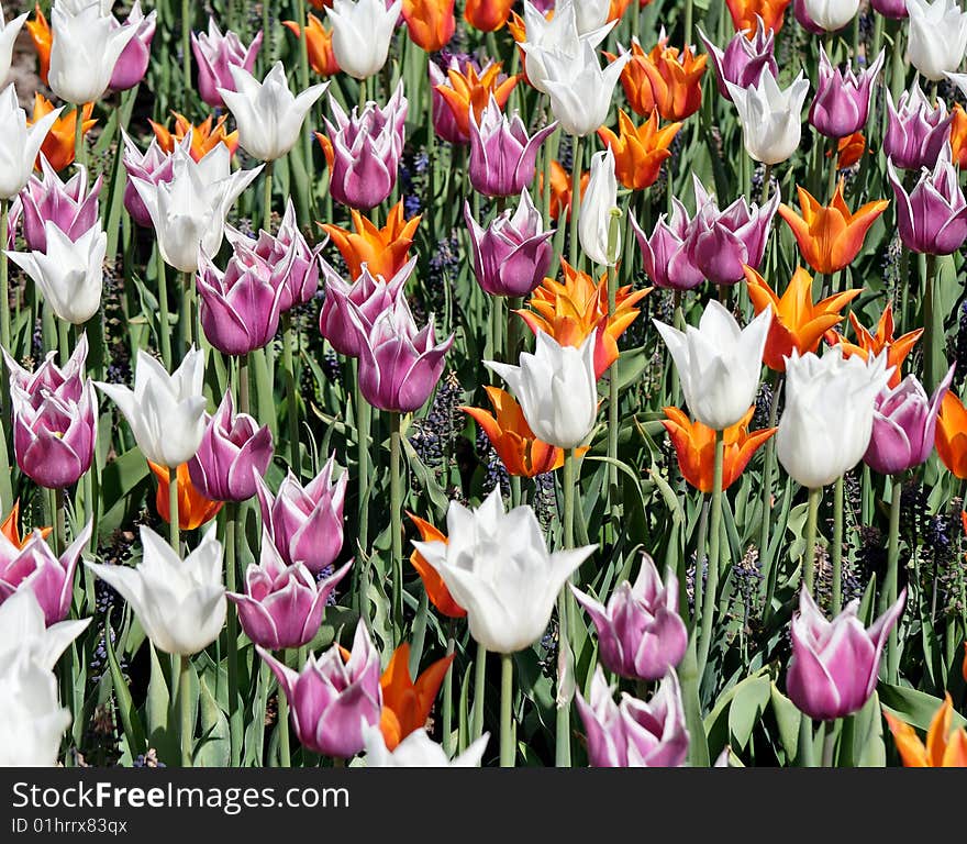 Colorful tulip garden in the spring. Colorful tulip garden in the spring