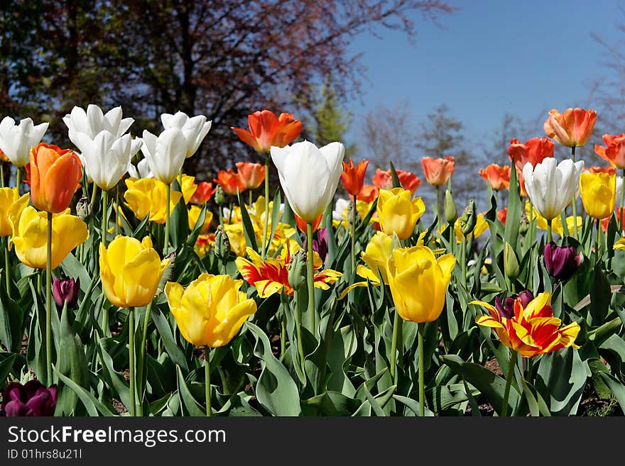 Colorful tulip garden in the spring. Colorful tulip garden in the spring