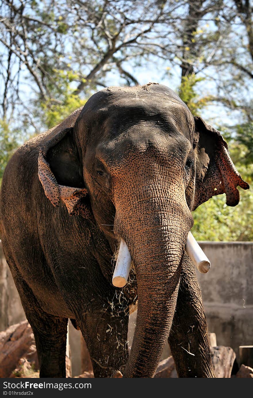 Brown Elephant Chewing Straw against forest background