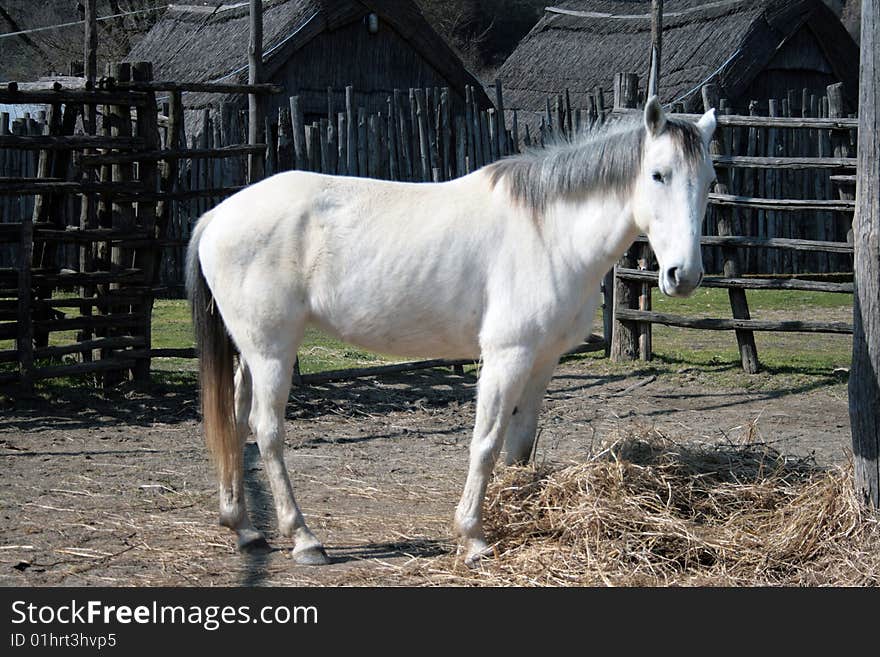 A white horse in a ranch