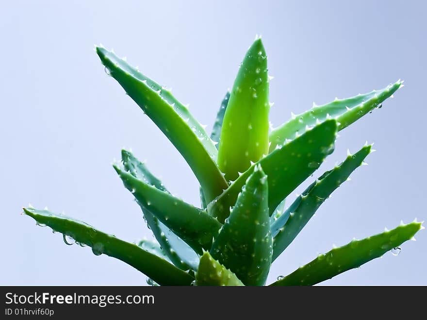 Aloe leafs with water dropsa close up shot-shallow dof.