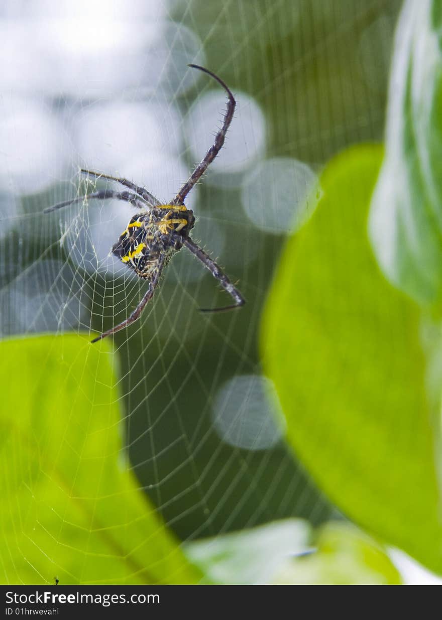 Spider stay calm on web waiting for prey trap and to be killed. Spider stay calm on web waiting for prey trap and to be killed