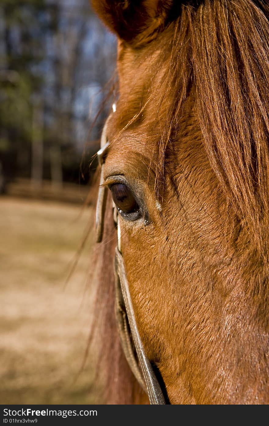 Horses Eye