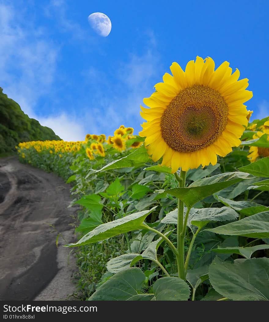 Landscape with field of sunflower and blue sky with moon, spring