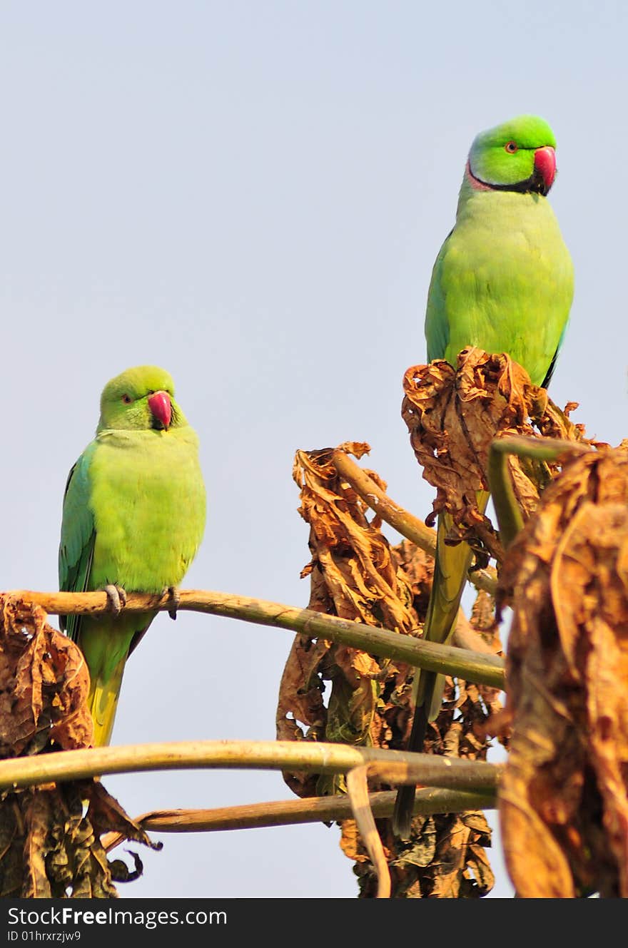 Green parrot