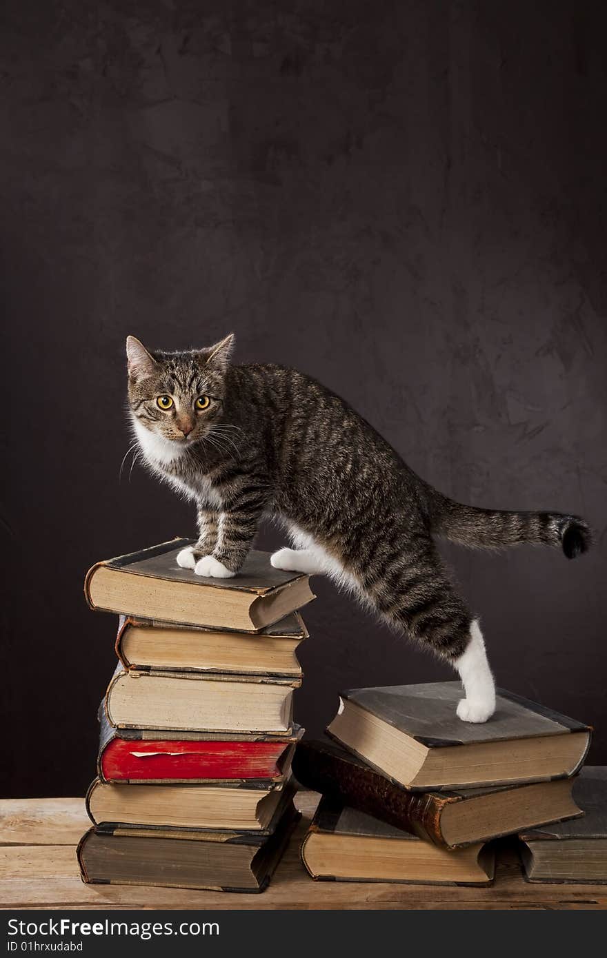 Normal domestic cat shoot in the studio. Normal domestic cat shoot in the studio